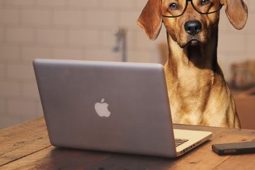 Remèdes à la maison pour induire le travail chez les chiennes gravides