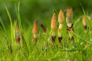 Traitement à base de plantes pour Cat Mange