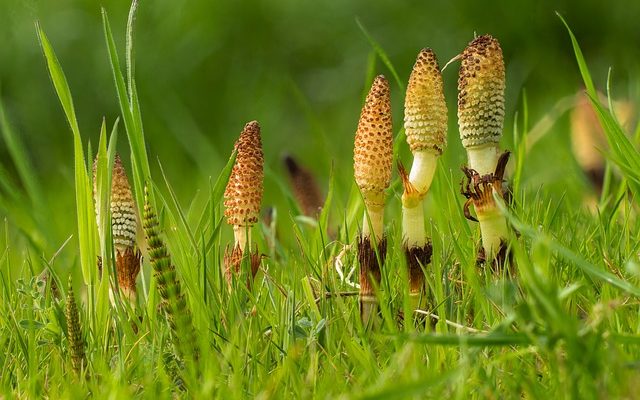 Traitement à base de plantes pour Cat Mange