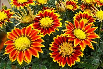 Variétés de Gazania