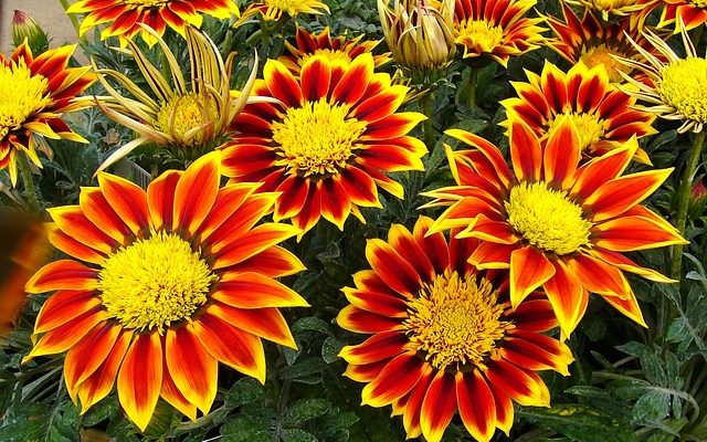 Variétés de Gazania