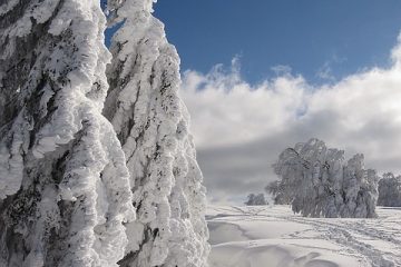 Variétés d'épicéa nain