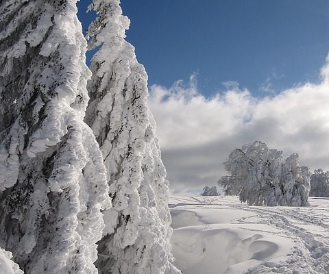 Variétés d'épicéa nain