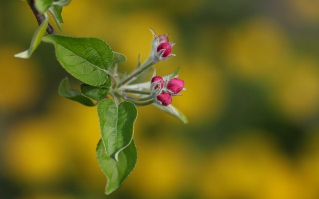 À quelle fréquence les roses trémières fleurissent-elles ?