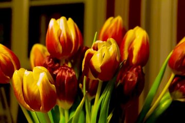 À quelle profondeur dois-je planter des bulbes de tulipes ?