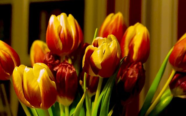 À quelle profondeur dois-je planter des bulbes de tulipes ?