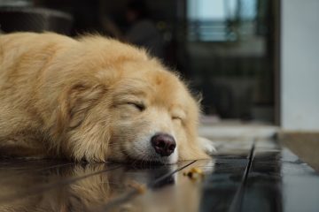 Cadeaux de gros pour les amoureux des chiens