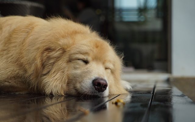 Cadeaux de gros pour les amoureux des chiens