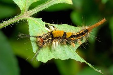Caterpillars qui mangent des buissons à feuillage persistant