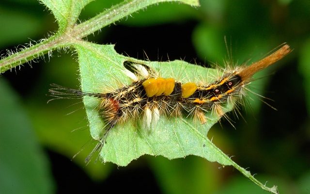 Caterpillars qui mangent des buissons à feuillage persistant