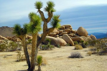 Combien d'eau pour arroser une plante de Yucca