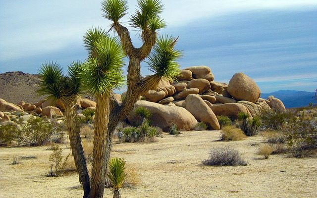 Combien d'eau pour arroser une plante de Yucca