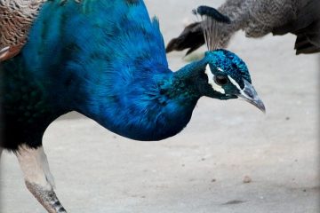 Comment attirer les oiseaux dans votre jardin