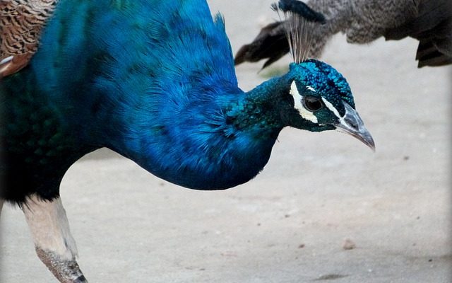 Comment attirer les oiseaux dans votre jardin