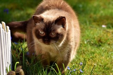 Comment construire un chenil en plein air pour chats ?