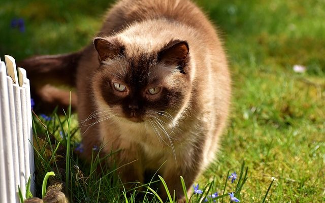 Comment construire un chenil en plein air pour chats ?