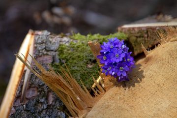 Comment construire une bordure de jardin