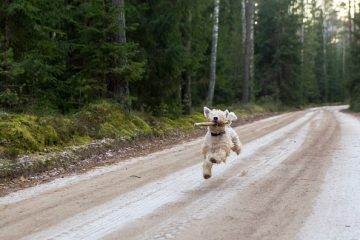 Comment couper le poil d'un Westie Dog's Hair