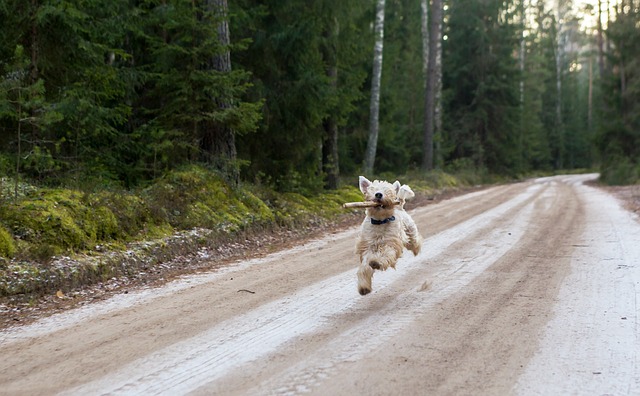 Comment couper le poil d'un Westie Dog's Hair