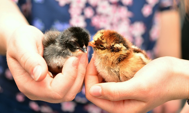 Comment dépoussiérer les poulets pour les acariens