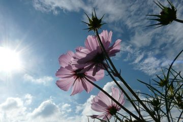 Comment diviser une Coreopsis Coreopsis