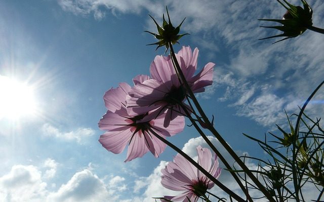 Comment diviser une Coreopsis Coreopsis