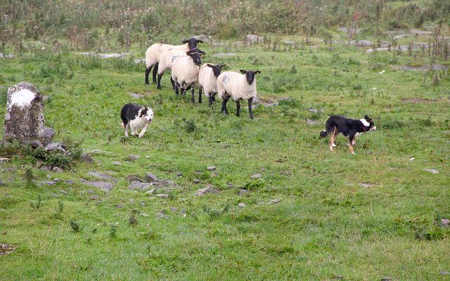 Comment dresser un bouledogue pour qu'il ne saute pas les humains.