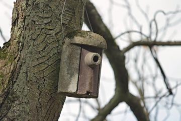 Comment empêcher les oiseaux de nicher sous les abris d'auto