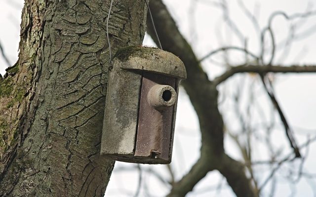 Comment empêcher les oiseaux de nicher sous les abris d'auto