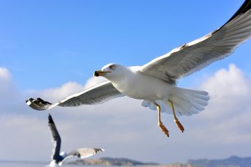 Comment faire du riz avec un cuiseur à vapeur en bambou