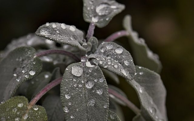 Comment faire du thé frais à la sauge ?