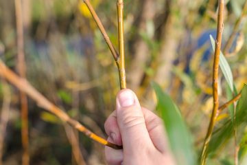 Comment faire pousser un saule frisé