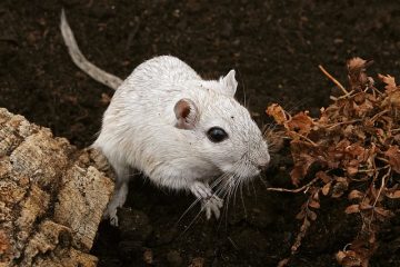 Comment faire un grand terrain de jeu pour les hamsters