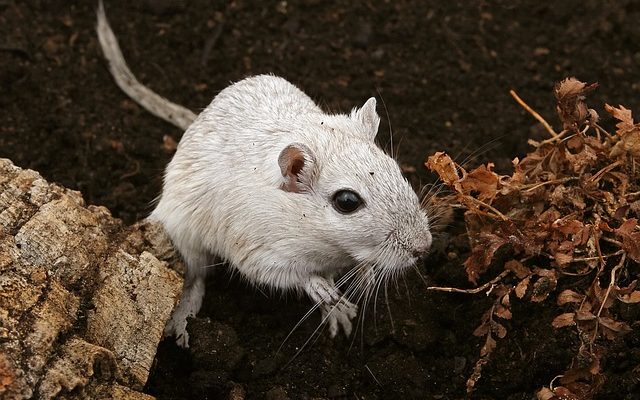 Comment faire un grand terrain de jeu pour les hamsters