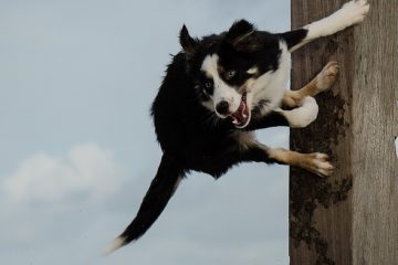 Comment faire un lit à baldaquin pour chiens ?