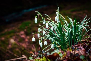 Comment guérir la bouche de muguet