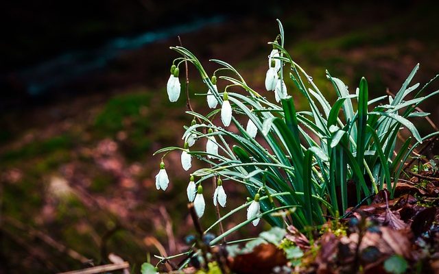 Comment guérir la bouche de muguet