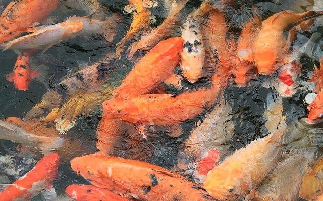 Comment nettoyer un étang sans tuer les poissons