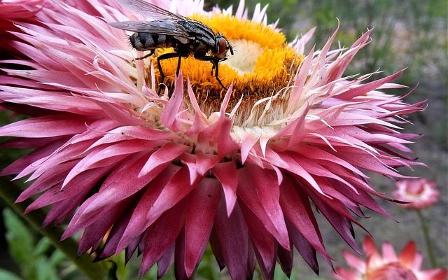 Comment planter des lilas