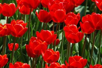 Comment propager les tulipes