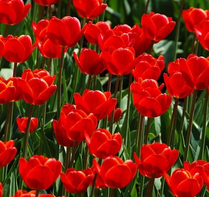 Comment propager les tulipes