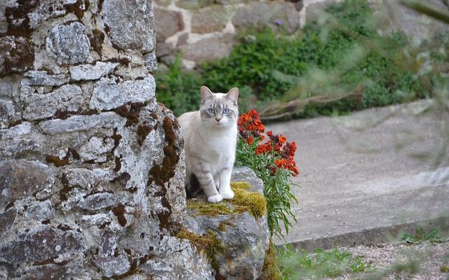 Comment rendre les yeux bleus plus bleus