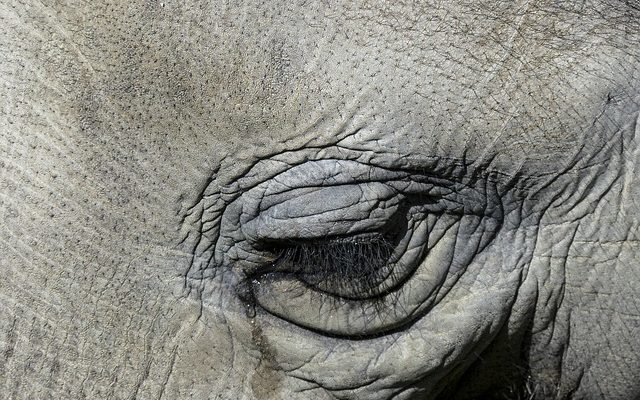 Comment savoir si les pores sont obstrués ?