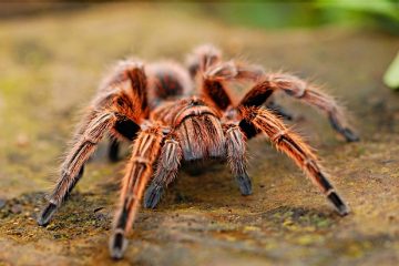 Comment se débarrasser des araignées