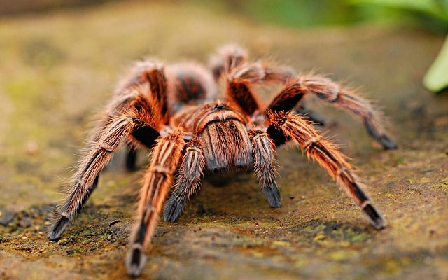 Comment se débarrasser des araignées