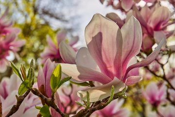 Comment tailler la Grandiflore Magnolia Grandiflora