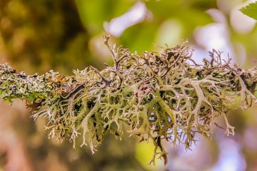 Comment teindre avec la mousse de lichen