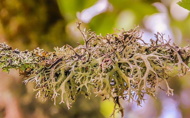 Comment teindre avec la mousse de lichen