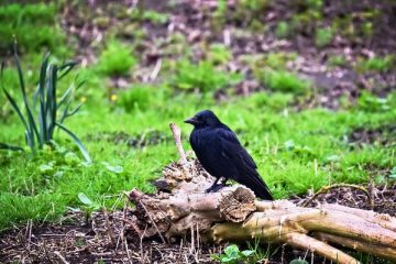 Comment tuer le puceron lanigère du pommier