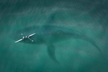 Cycle de vie des requins